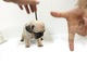 Tenemos cachorros pug masculino y femenino