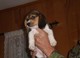 Todos los tiros Hecho cachorros Beagle En Venta - Foto 1