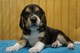 Wow!! Charming and Healthy Male and Female Beagle puppies for fre - Foto 1