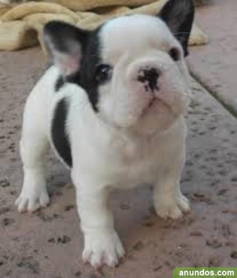 Inclinado burlarse de Alexander Graham Bell Regalo CACHORROS DE BULLDOG FRANCÉS MASCULINO Y FEMENINO AKC - Palma de Mallorca Inclinado burlarse de Alexander Graham Bell Regalo CACHORROS DE BULLDOG FRANCÉS MASCULINO Y FEMENINO AKC - Palma de Mallorca
