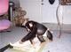 15 meses chimpancé saludable bebé en venta - Foto 1
