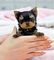 Adorable yorkshire terrier cachorros disponibles