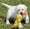 Cachorritos de labrador blanco