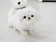 Cachorros Bichon Maltes autentica pureza - Foto 1