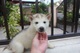 Cachorros husky siberiano para la venta adopción