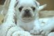 Cachorros pug kc gen blanco 2 izquierda