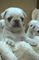 Cachorros Pug Kc gen blanco 2 Izquierda - Foto 2