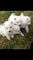 Cachorros Samoyedo asombrosos - Foto 1