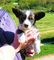 Cardigan welsh corgi