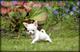 Chihuahuas nacionales puppydiamond