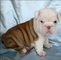 Espectacualres cachorros de bulldog ingles