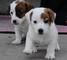 Exclusivos cachorros Jack Russell para la adopción - Foto 1