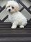 Hermosa maltipoo crema venta