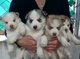Husky siberiano para su adopcion libre