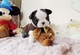 Increibles Bulldog Frances,¡ garantia veterinaria - Foto 1