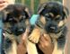 Kc kennel club registrado cachorros pastor alemán