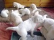 Lindos cachorros godlen retriver listo para adopcion