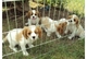 Los cachorros Cavalier King Charles Pedigree Venta - Foto 1