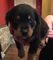 Los cachorros de rottweiler hermosos en venta