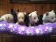 Los cachorros hermosos scottish terrier venta