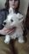 Los cachorros west highland white terrier