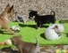 Mini cachorros chihuahua juguete pelo corto para la adopción 2
