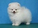 Regalo adorables toy pomeranian cachorros66