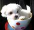 Regalo bichon maltes mini