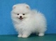 Regalo blanco y crema perritos de Pomeranian - Foto 1