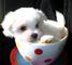 Regalo cachorritos de Bichon Maltes - Foto 1
