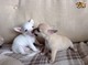 Regalo cachorritos de chihuahua mini toy de pura raza macho y he