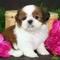 Regalo cachorritos de shih tzu de Pura Raza - Foto 1