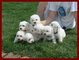 Regalo cachorros bichon maltes