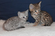 Adorable savannah - serval - ocelot - gatitos caracal en venta