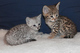 Adorable Savannah - Serval - Ocelot - Gatitos Caracal en venta - Foto 1