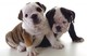 ¡ ATENCIóN ! Regalo Cachorros Bulldog Ingles en adodpcion - Foto 1