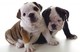 ¡ atención ! regalo cachorros bulldog ingles en adodpcion
