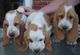 Basset hound cachorros - Foto 1