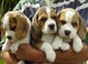 Beagle excelente pureza y calidad - Foto 1