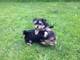 BenBella juinouse cachorros Yorkshire Terrier - Foto 1