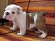 Bulldog ingles Cachorros - Foto 1