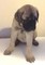 Bullmastiff adorables perritos de venta. 2 chicas