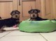 Cachorritas de yorkshire terrier