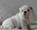 Cachorritos de bulldog ingles