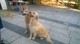 Cachorritos golden retriever - Foto 3