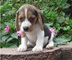 Cachorros beagle disponibles para los amantes