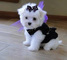 Cachorros bichon maltes mini toy