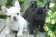 Cachorros de bulldog frances fawn - Foto 1