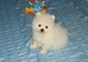 Cachorros de pomerania disponibles