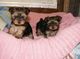 Cachorros de yorhshire mini y toy - Foto 1
